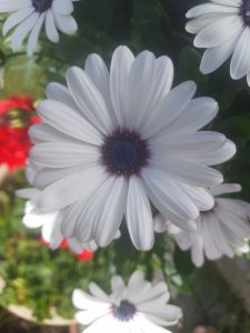 Läs mer om artikeln En sommarmorgon